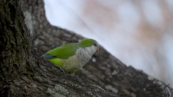 Close up shot of green Monk Parakeet (Myiopsitta Monachus) perched in tree and flying away