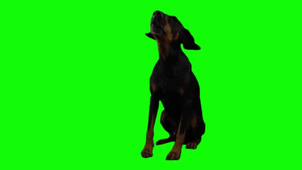 Big Black Doberman Pinscher Barks Sitting Full Length on a Green Background
