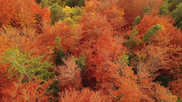 Autumn Sunrise in the forest