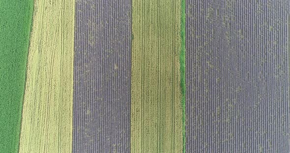 4K aerial top down shot of fields with various types of agriculture. Beautiful lavender fields.