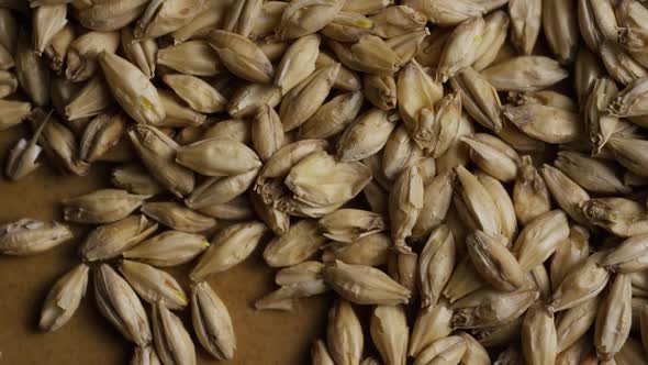 Rotating shot of barley and other beer brewing ingredients 