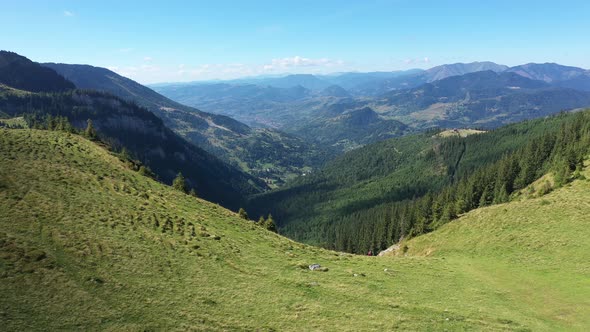 Flying Above Alpine Meadow and Pine Forest in the Carpathians