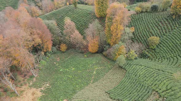 Autumn And Tea Gardens