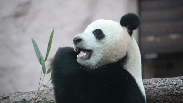 The Young Panda Eats, the Animal Eats the Green Shoots of Bamboo.