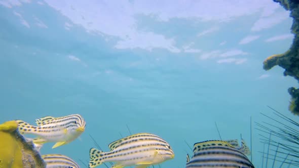 Underwater Sweetlips