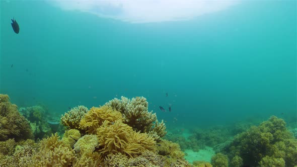 Coral Reef and Tropical Fish Underwater