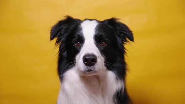 Funny Portrait of Cute Puppy Dog Border Collie Isolated on Yellow Colorful Background