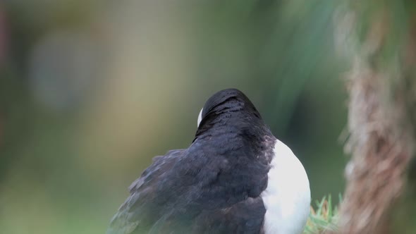 Close Up Of Atlantic Puffin Preening Its Feathers On Windy Day In South Iceland. - handheld