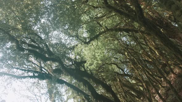 Strange green trees