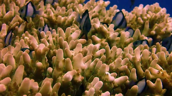 small fish living inside an acropora coral structure. Tripod shot of the fish moving around.