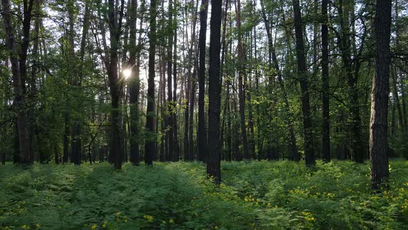 Wild Forest Landscape on a Summer Day