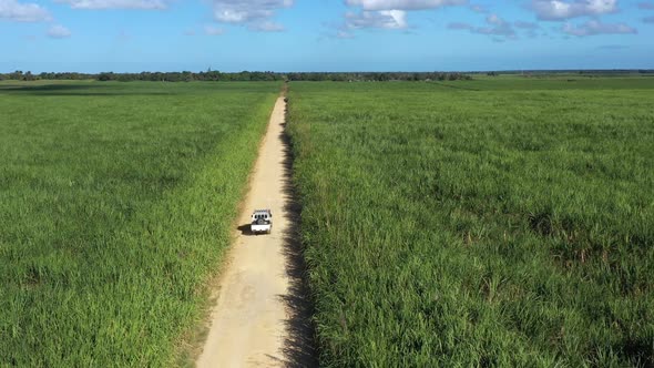 Car is Going on the Road Through Sugar Cane Fileds Plantation at Caribbean Countryside