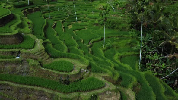 Farmer collects rice on beautiful rice terrace