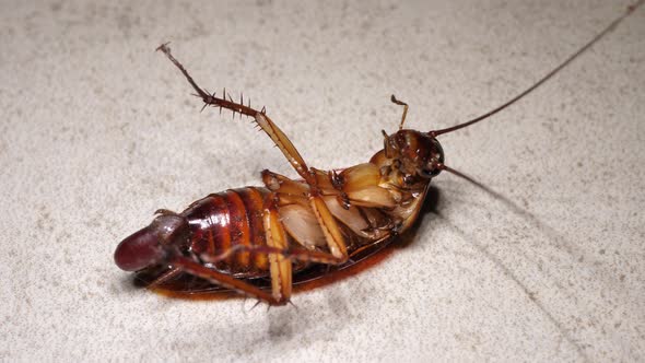 Cockroach Insect