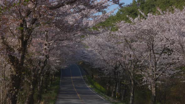 a road of full of cherry blossoms. it tells me spring comes and make people getting excited to watch