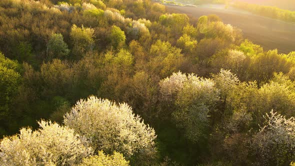 Aerial View of Blooming Garden with White Blossoming Trees in Early Spring at Sunset