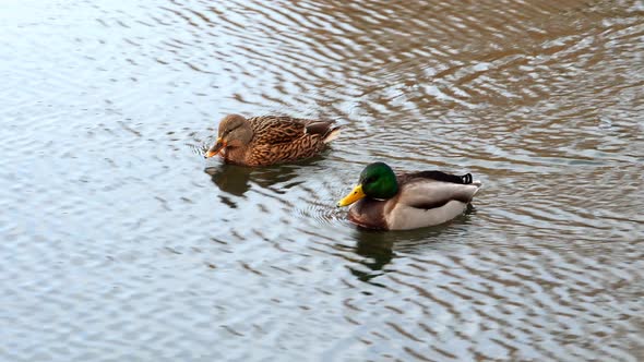 Ducks Swim on Lake