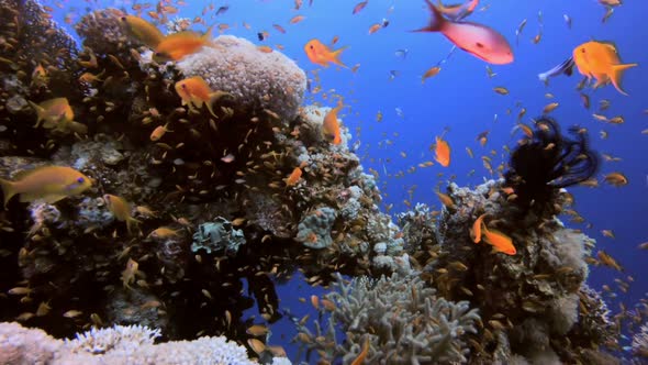 Underwater Colorful Scenery