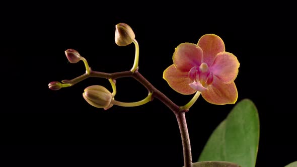 Blooming Peach Orchid Phalaenopsis Flower