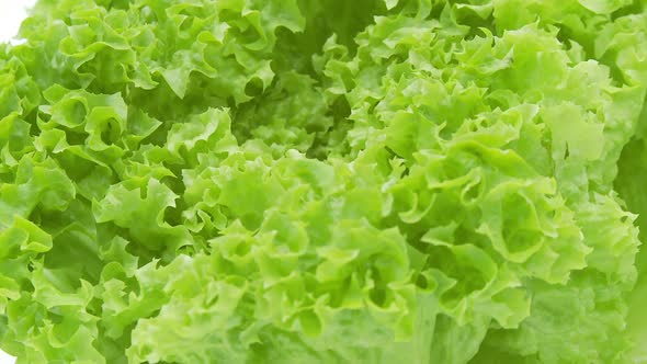 Closeup of Green Lettuce