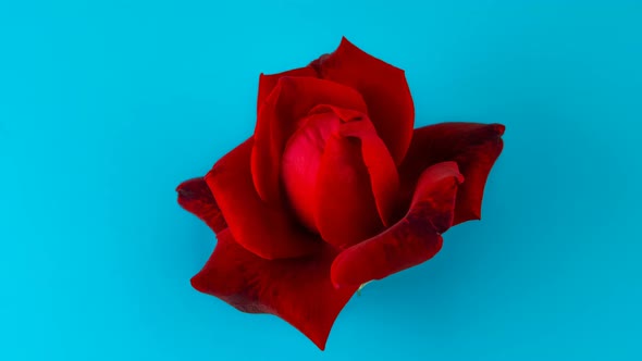 Red rose on blue background glamour blooming opening time lapse, studio 4k