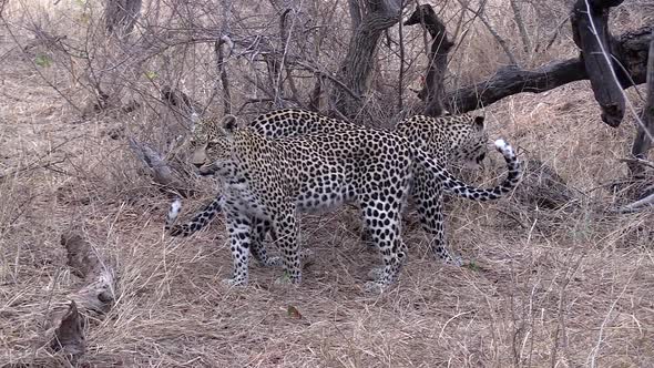 Female leopard and sub-adult cub move around on dry grass in South Africa