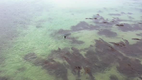 Seal Swimming and Diving in Gweebarra Bay  County Donegal Ireland