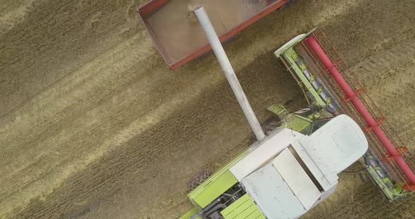 Upper View Harvested Wheat Poured Into Lorry By Combine