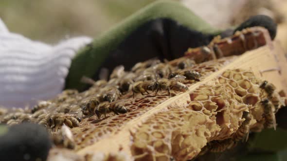 BEEKEEPING - Close up inspection of a beehive frame in an apiary, slow motion