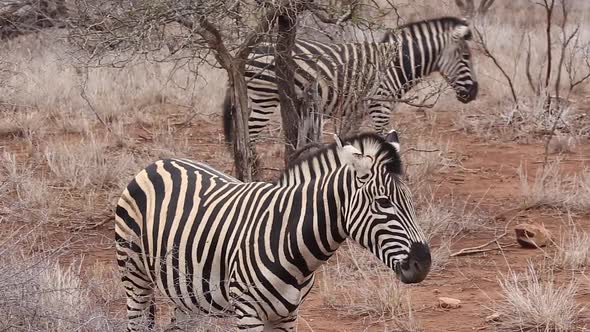 two zebras in red sand