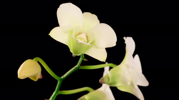 Blooming White Orchid Dendrobium Flower