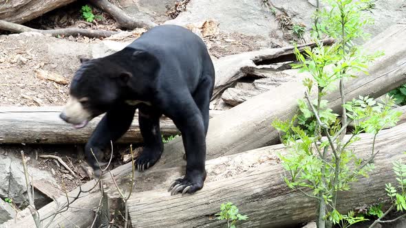 Beautiful smaller kind of bears. Helarctos malayanus.