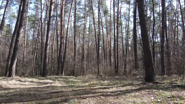 Trees in a Pine Forest During the Day Aerial View