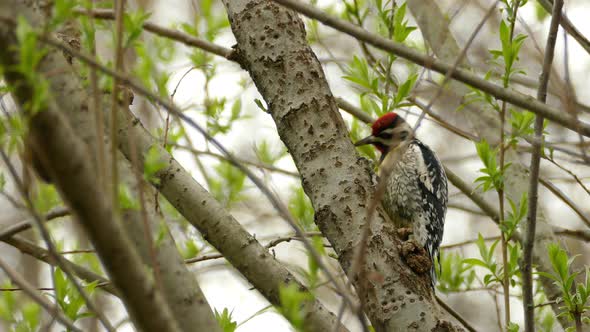 A yellow-bellied sapsucker woodpecker bird pecking on a tree in Toronto, Canada