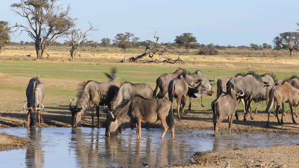 Blue Wildebeest Drinking Water - Kalahari Desert