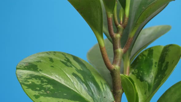Close Up Of Rubber Plant Revolving Around Itself On The Blue Screen Background