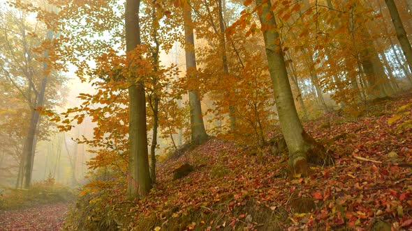 Foggy Morning in Autumn Wood. Autumn Forest Nature. Сamera Moves Up Along Autumn Tree with Orange