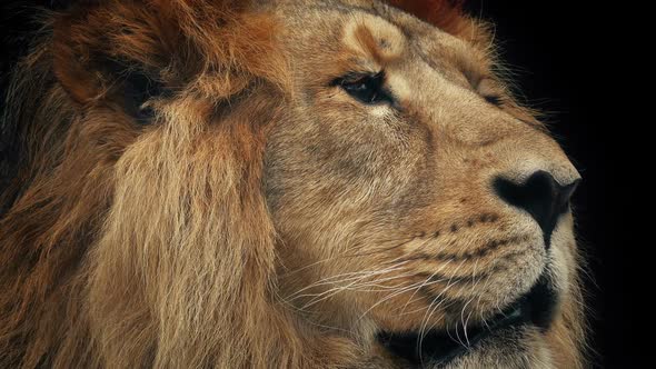 Lion Face Closeup With Dark Background