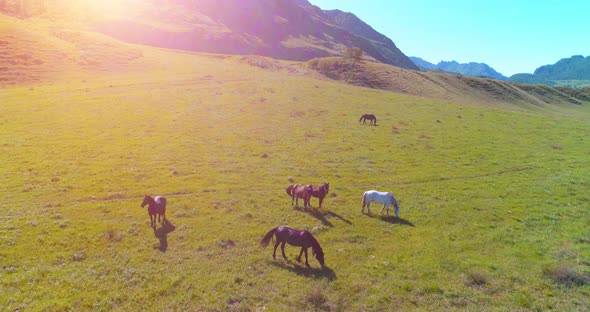 Flight Over Wild Horses Herd on Meadow. Spring Mountains Wild Nature. Freedom Ecology Concept.