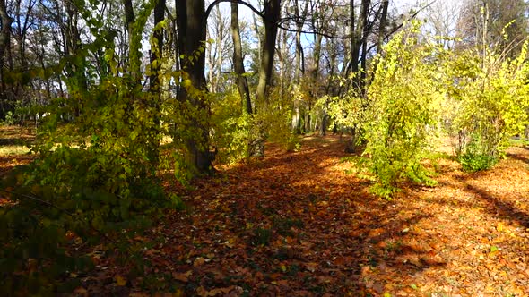 Autumn leaves in the park.