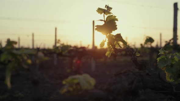 Green Grape Leaves on Sunrise Close Up