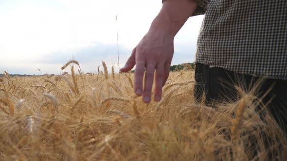 Close Up of Male Arm Moving Over Ripe Wheat Growing on the Meadow. Young Farmer Walking Through the