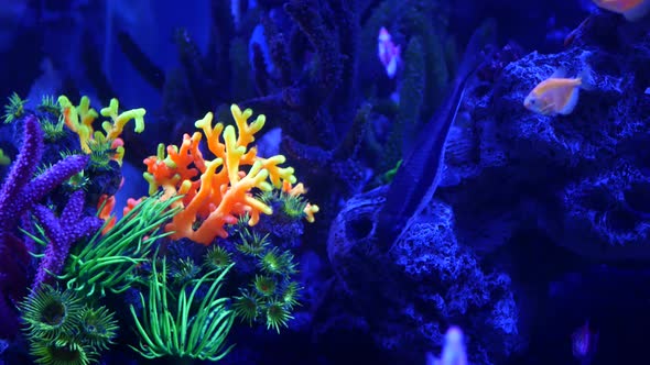 Colorful Vivid Fishes Glow, Violet Aquarium Under Ultraviolet Uv Light. Purple Fluorescent Tropical