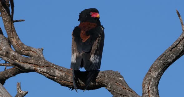 Bateleur Eagle, terathopius ecaudatus, Adult perched on the top of Tree, Tsavo Park in Kenya