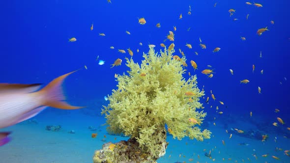 Underwater Soft Corals