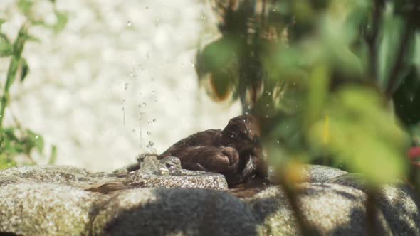 Bird washes itself in fountain on a hot day