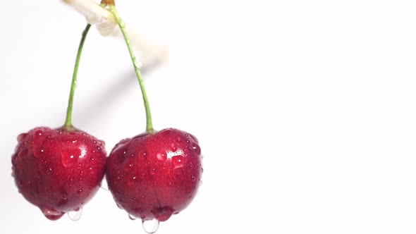 Two Cherries on a White Background
