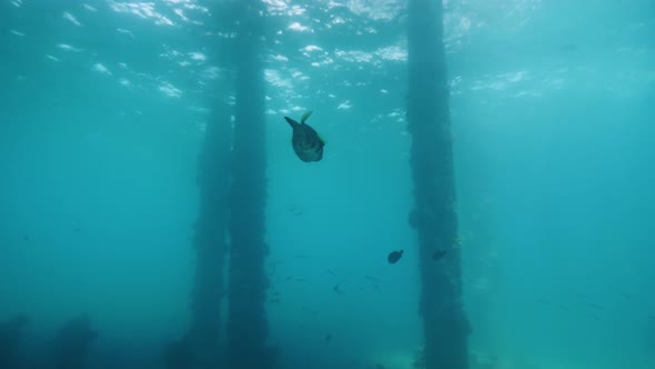 A Puffer Fish Swimming Underwater Around Underwater Post at Pier Underside.