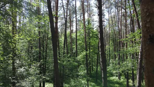 Trees in the Forest By Summer Day