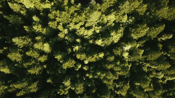 Overhead aerial camera zooming over a dense forest with a bend of the road (Oregon, USA)